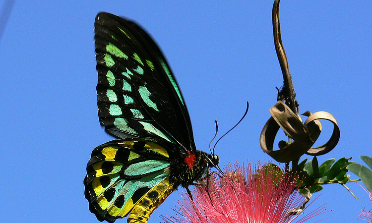 Cairns Birdwing Butterfly
