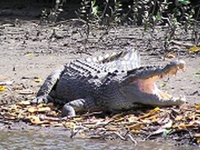 Cape Trib Wilderness Cruises