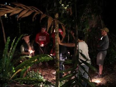 Daintree Crocodylus Rainforest Night Walks