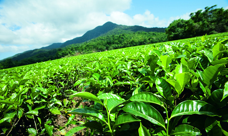 Daintree tea plantation
