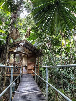 Elevated cabin - Daintree Wilderness Lodge