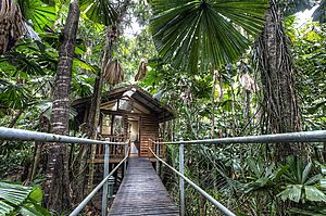 Elevated cabin - Daintree Wilderness Lodge