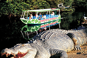 Crocodiles on the Daintree River