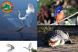 Great egrets, kingfisher and crocodile on the Daintree River