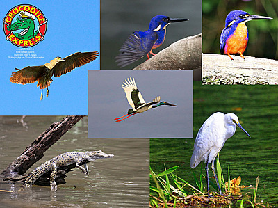 Crocodile Express Daintree River Cruises