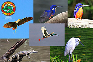 Herron and kingfishers on the Daintree River