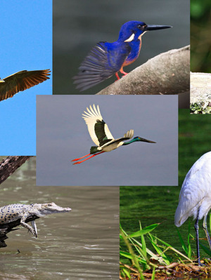 Herron and kingfishers on the Daintree River