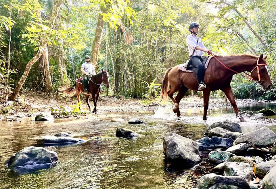Rainforestride – Cape Tribulation Horse Rides
