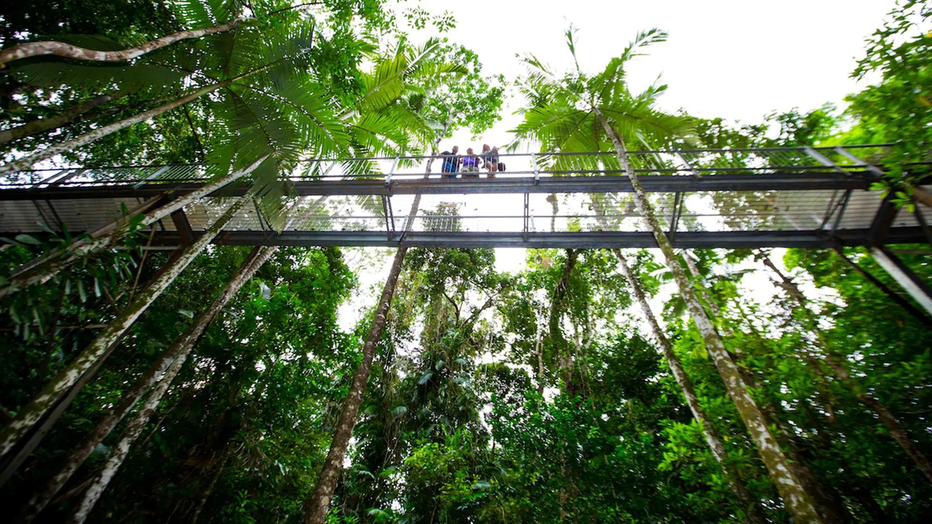 Aerial walkway – Daintree Discovery Centre