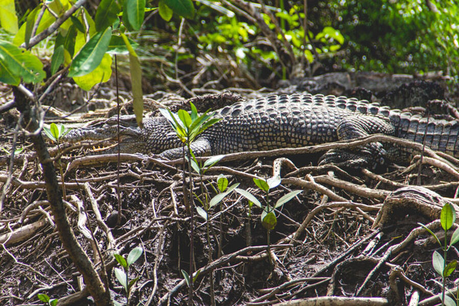 Cap Trib Cruises Croc – Cape Tribulation Wilderness Cruises