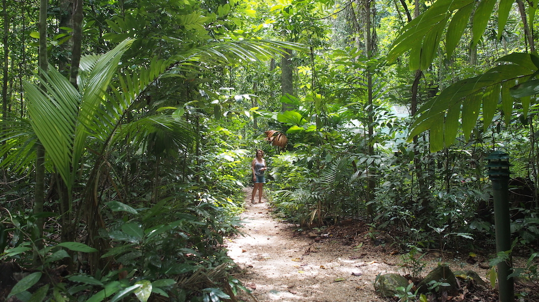 Daintree Crocodylus Night Walks