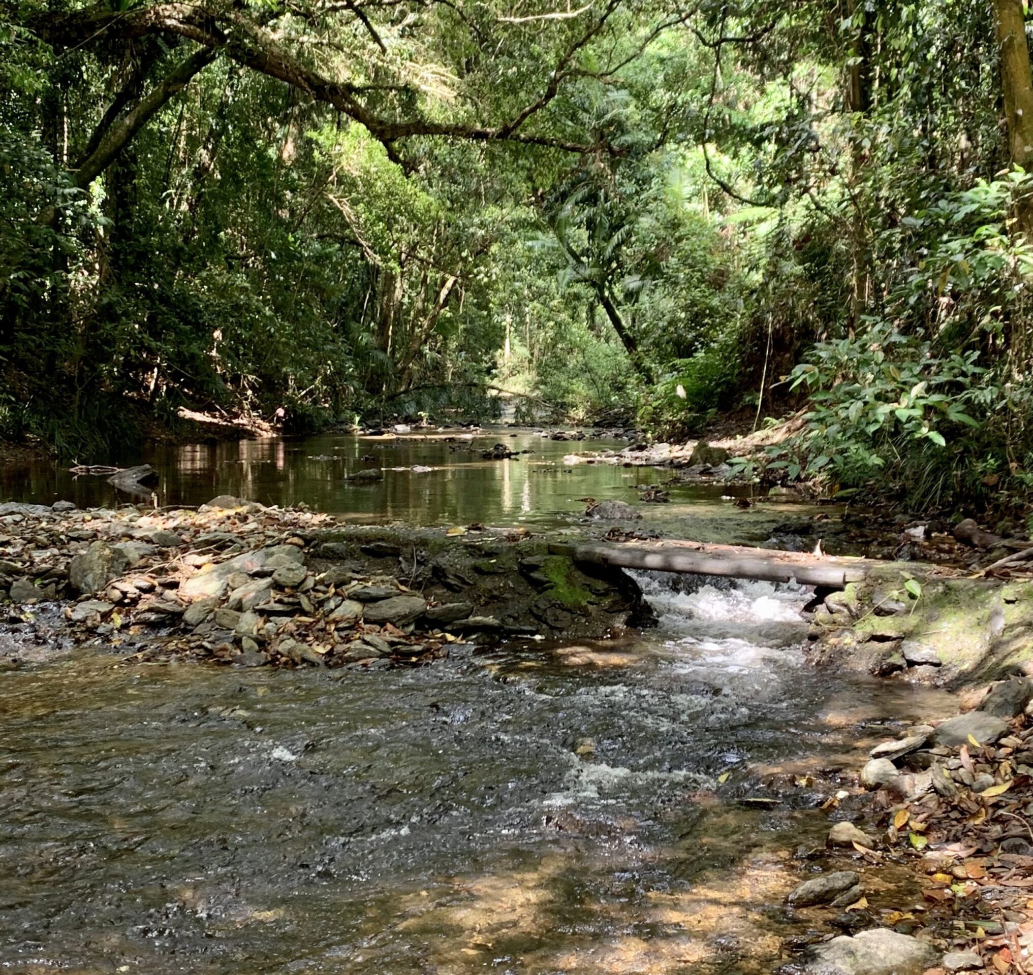 Daintree Riverfalls Rainforest Creek