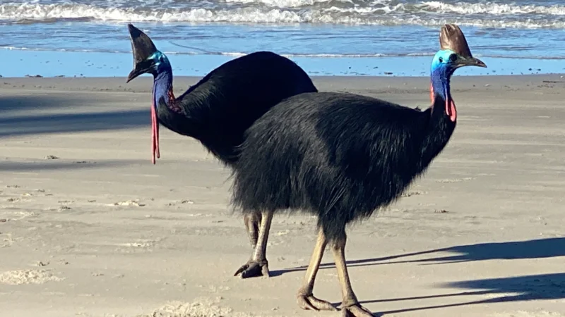 Cape Tribulation Camping