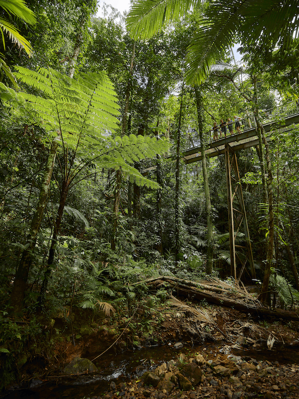 Photoreelimage5 – Daintree Discovery Centre