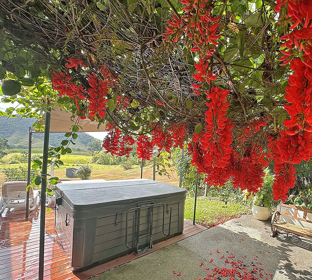 Red Flowers – Gateway Cassowary Falls Daintree