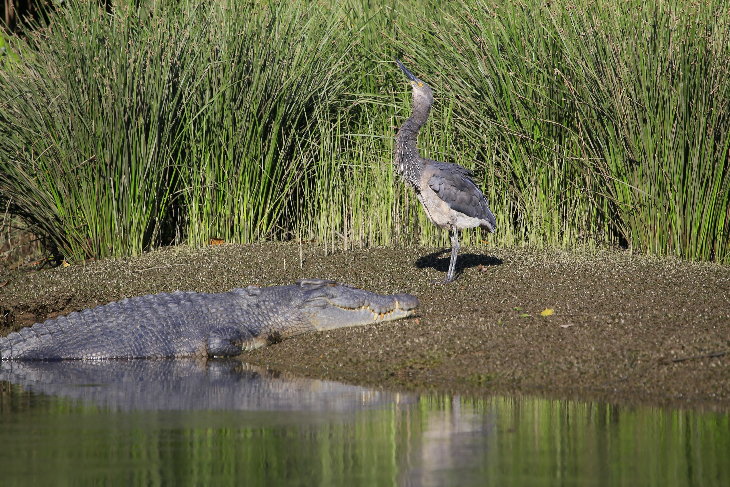 Crocodile Express Greater Daintree Wildlife Cruises