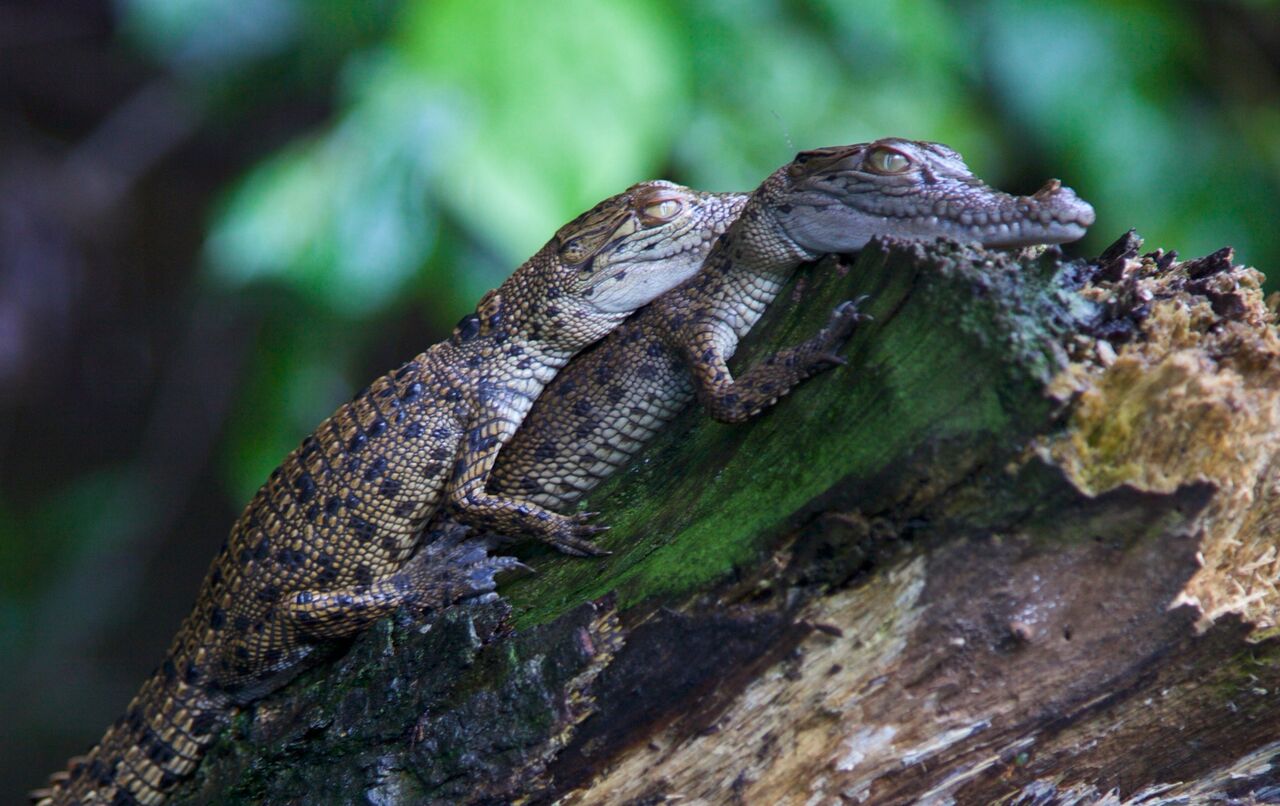 Crocodile Express Baby Croc