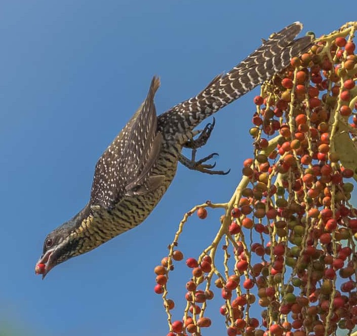 Daintree Boatman Wildlife Cruises