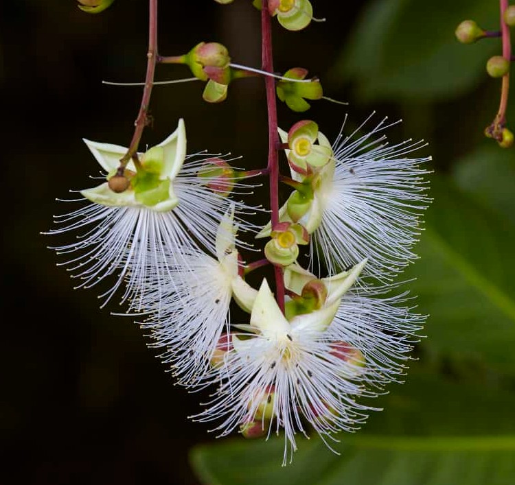 Daintree Boatman Wildlife Cruises