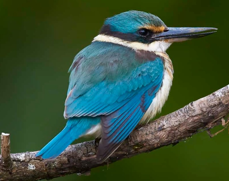 Daintree Boatman Wildlife Cruises