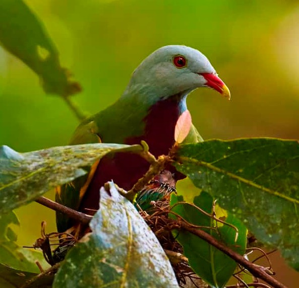 Daintree Boatman Wildlife Cruises