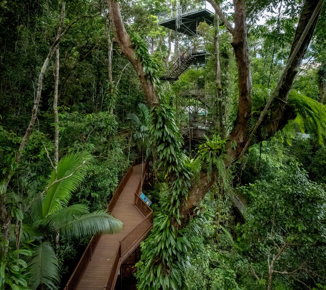 Daintree Discovery Centre tower