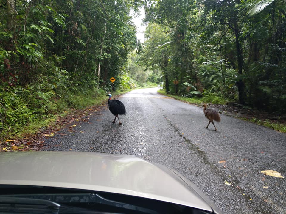 Cassowary crossing sign on a Daintree road