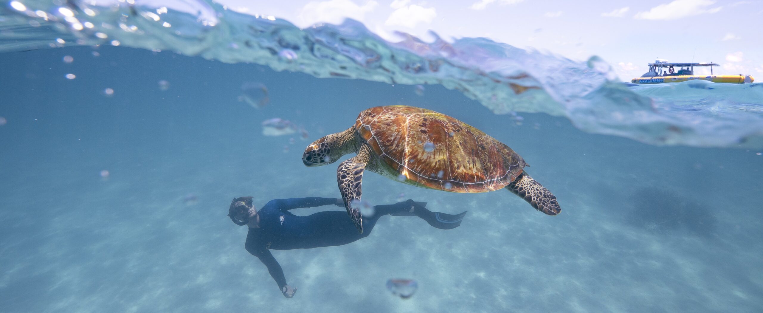 Ocean Safari