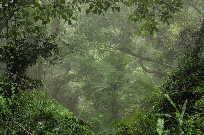 Wompoo Forest