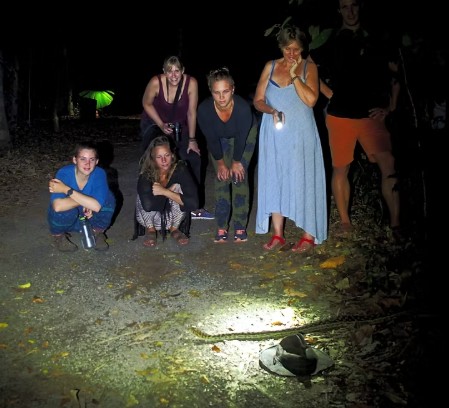 Crocodylus Snake