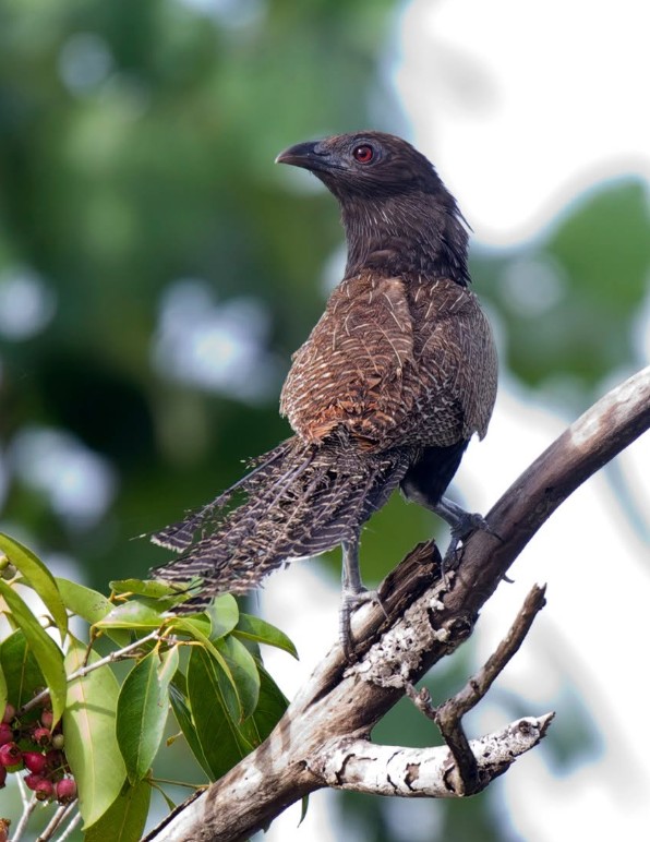 Daintree River Wild Watch Bird