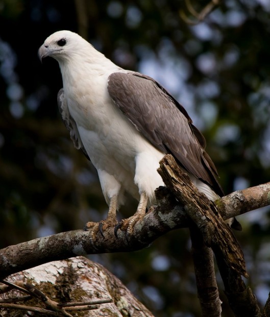 Daintree River Wild Watch Eagle