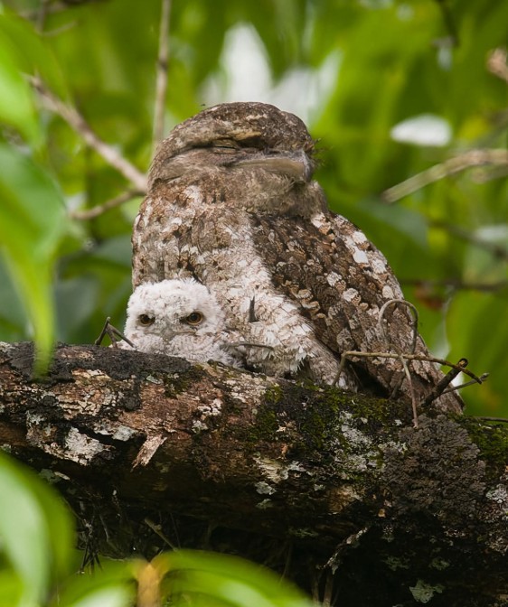 Daintree River Wild Watch Frogmouth with Chick