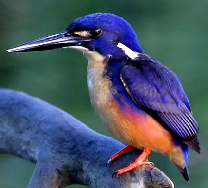 Daintree River Wild Watch Kingfisher.