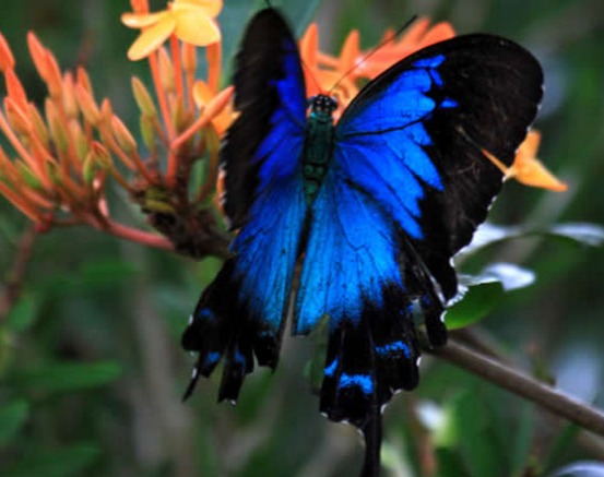 Daintree River Wildlife Ulysses Butterfly