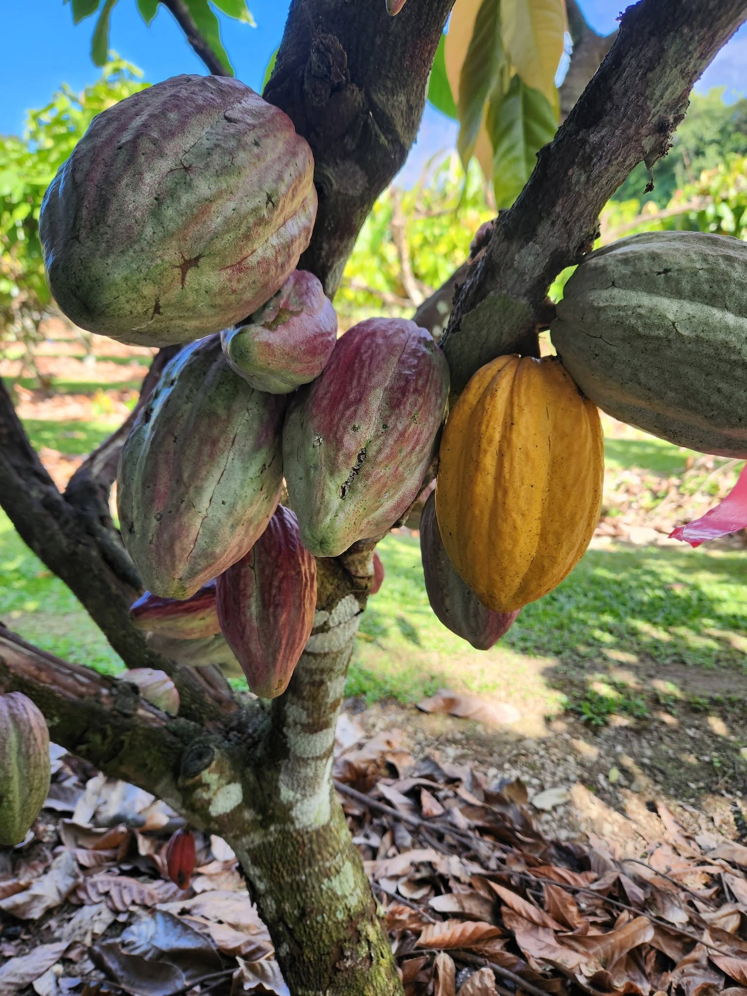 Daintree Sensations Chocolate
