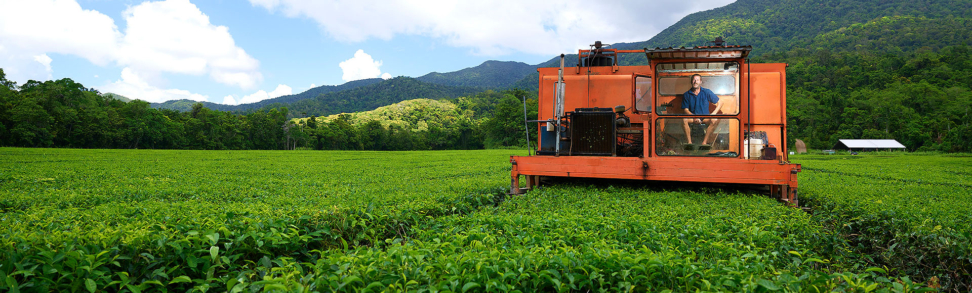 Daintree Tea