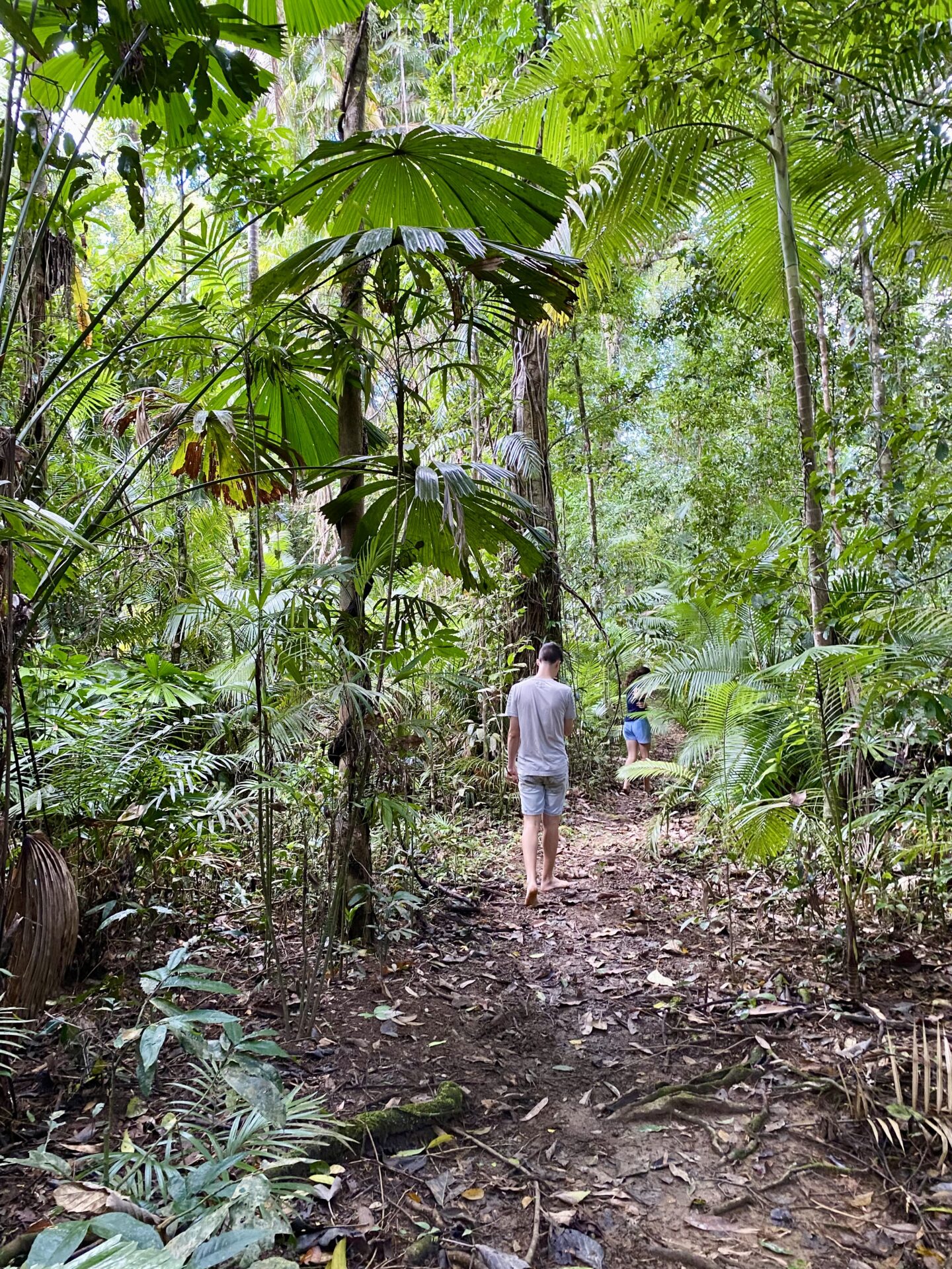 Daintree Siesta Best Forest Therapy Rainforest Connections Walk7