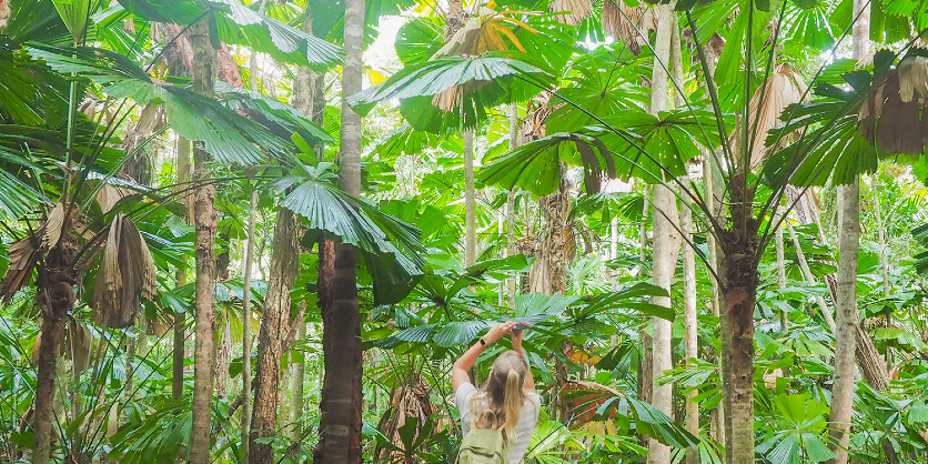 Exploring fan palms – Tropic Wings