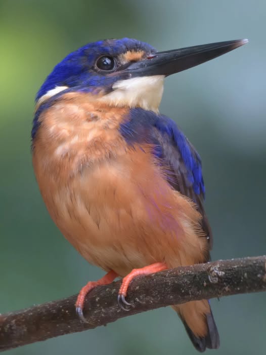 FNQ Nature Tours Azure Kingfisher
