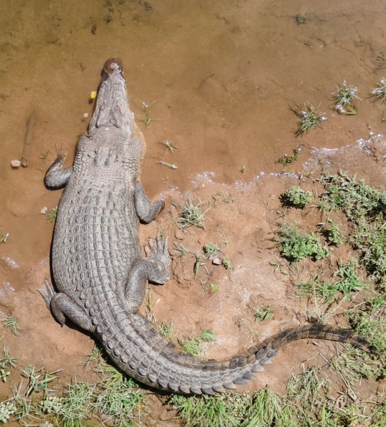 FNQ Nature Tours Croc