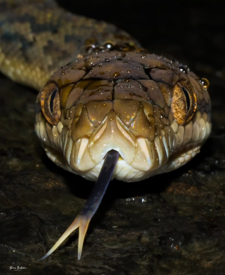 FNQ Nature Tours SNake