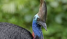FNQ Nature Tours Southern Cassowary