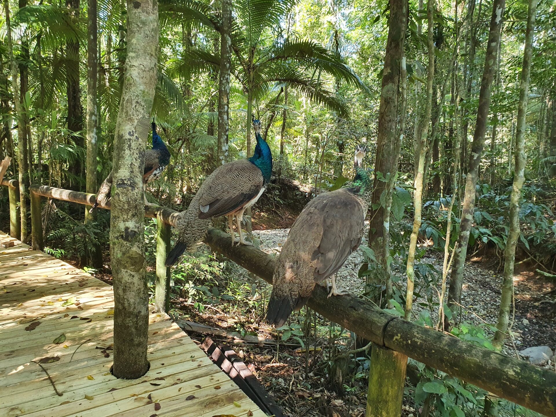Birds on a Daintree rainforest boardwalk