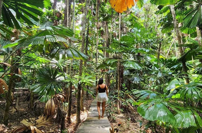 Fan Palm Gallery Daintree