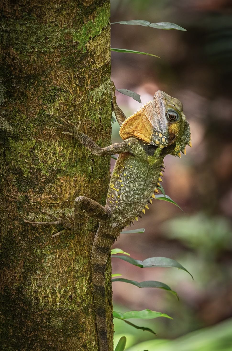 Boyd's forest dragon on a tree trunk