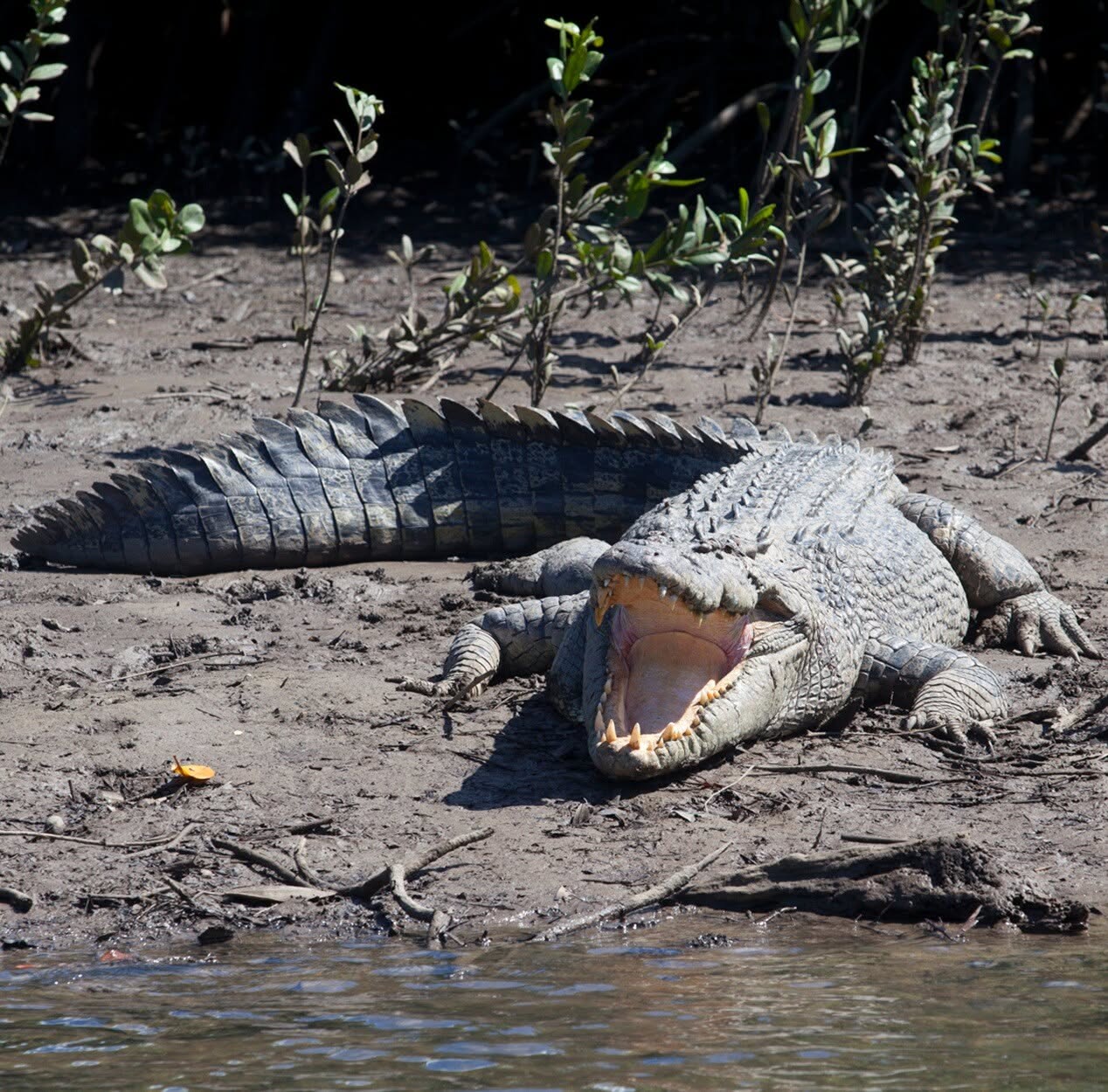 Reef Unlimited Croc – Daintree Tours