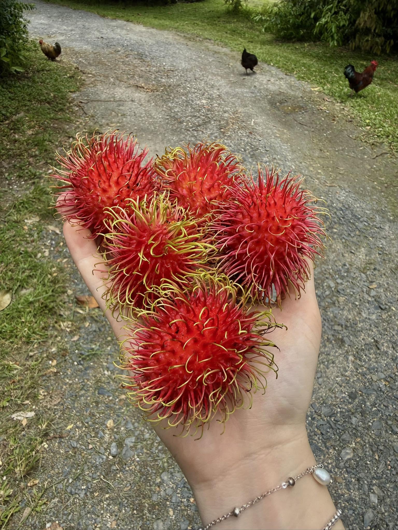 Scomazzon rambutans – Scomazzons Farm Store