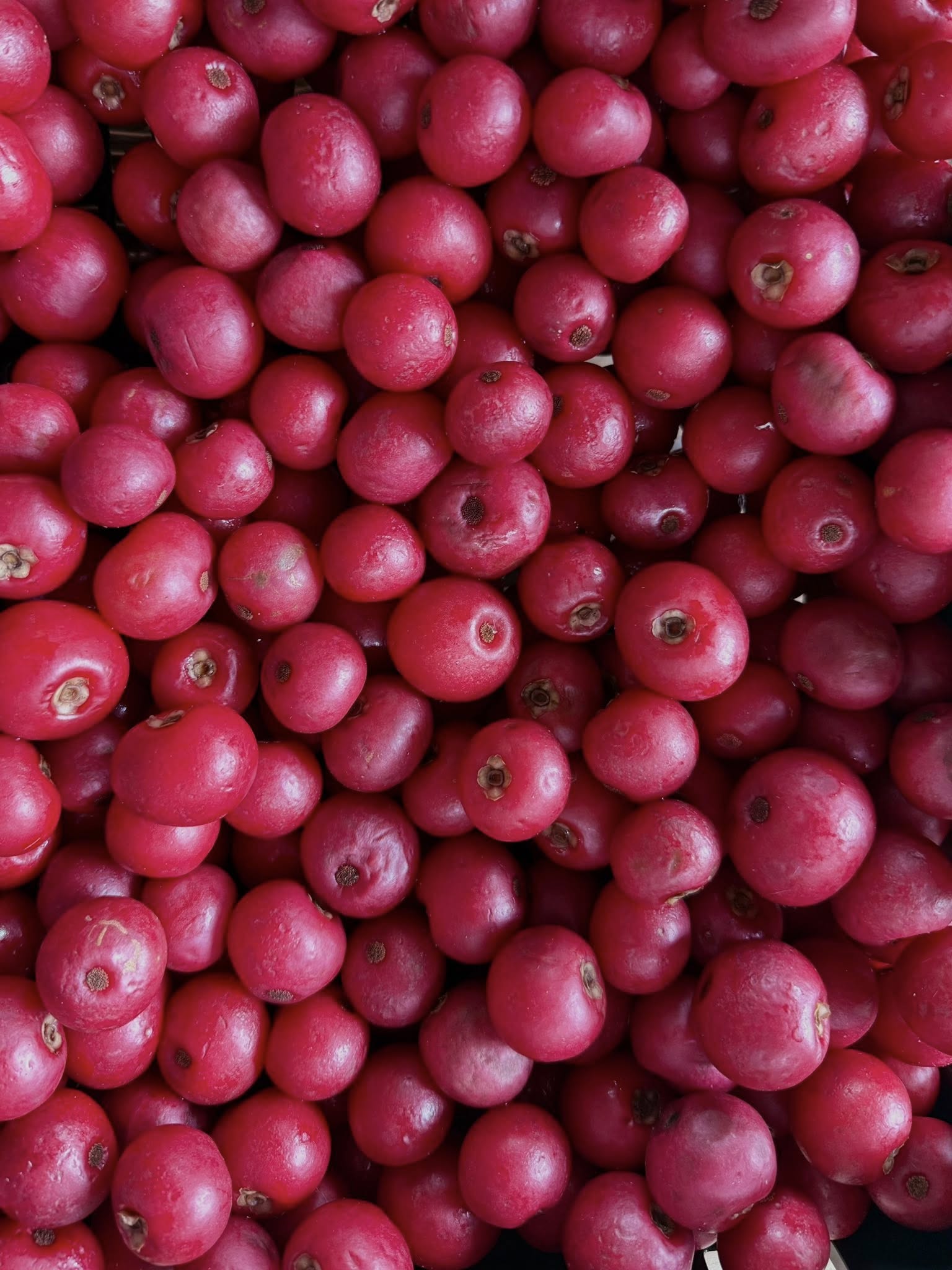 Scomazzon red berries – Scomazzons Farm Store