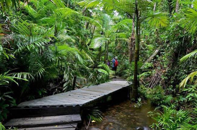 Siesta Rainforest Boardwalk